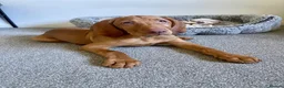 Hungarian Vizsla dogs for sale: Hungarian Vizsla Puppy 14 weeks old  - Advert 11