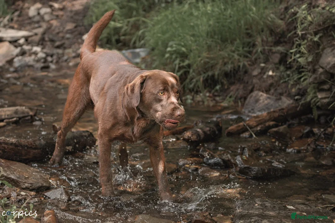 Labrador Retriever dogs for stud: proven health tested chocolate Labrador for stud in Abertillery - Advert 4