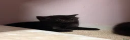 Mixed Breed cats for sale: Adorable Kittens Looking for Their Forever Homes - Advert 7