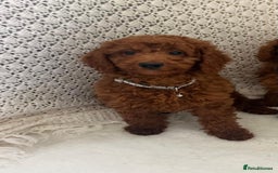 Cavapoo dogs for sale: health tested red cavapoo babies in Goole - Image 3