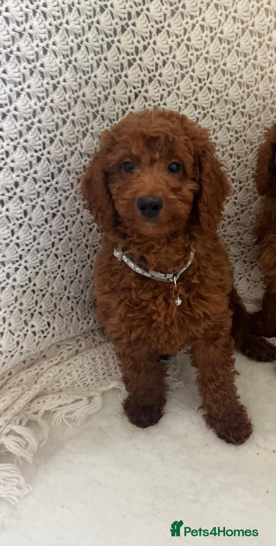 Cavapoo dogs for sale: health tested red cavapoo babies in Goole - Image 3