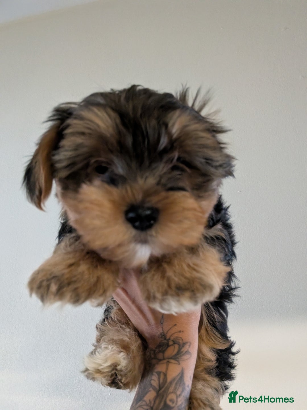 Yorkshire Terrier dogs for sale: 7 male Yorkshire terriers ready to leave.  - Image 11