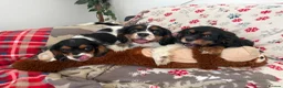 Cavalier King Charles Spaniel dogs for sale:     Puppies – Ready for Their Forever Homes - Advert 4
