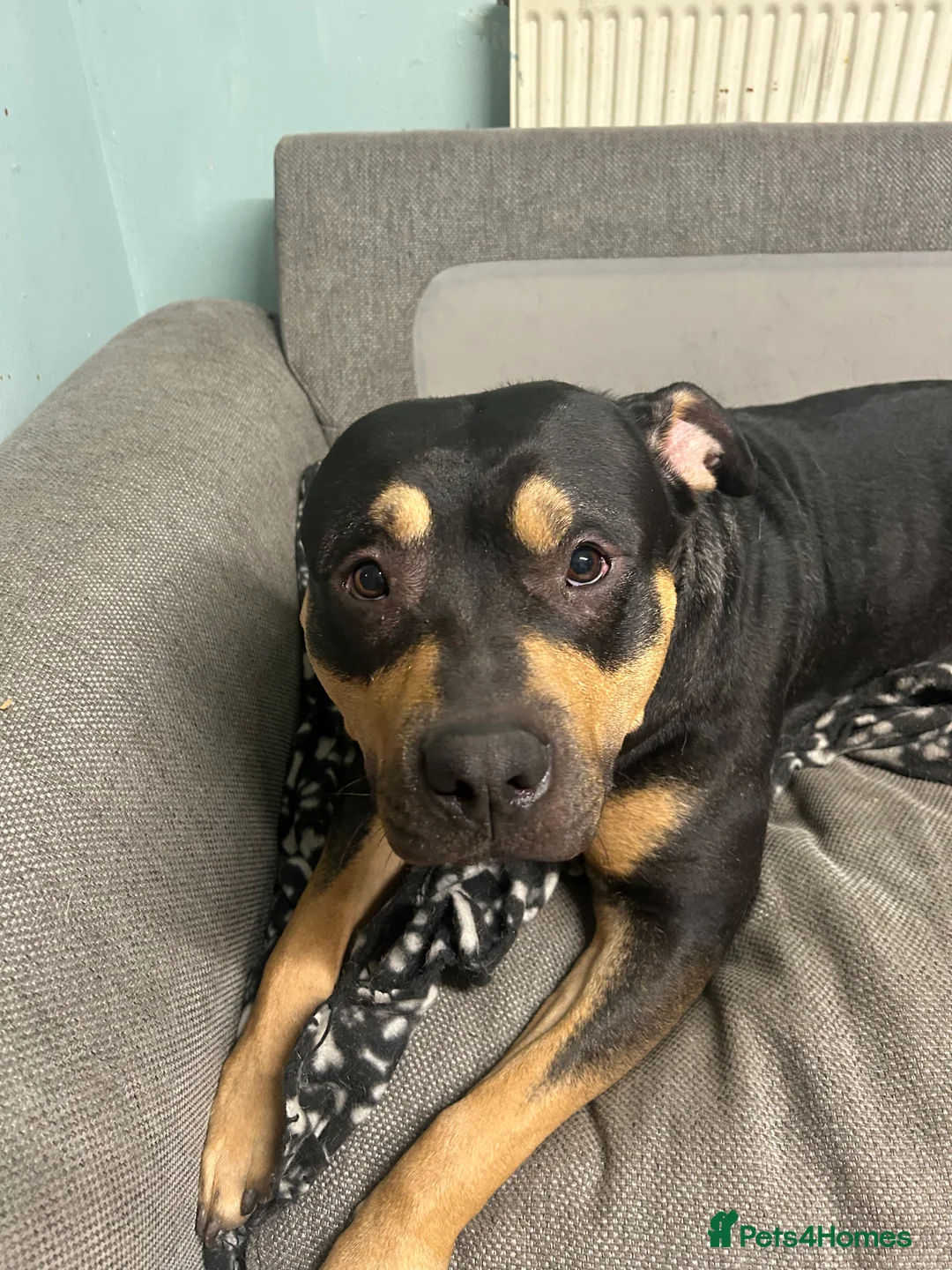 Mixed Breed dogs for sale: Classic Bully Pups. in Manchester - Advert 5