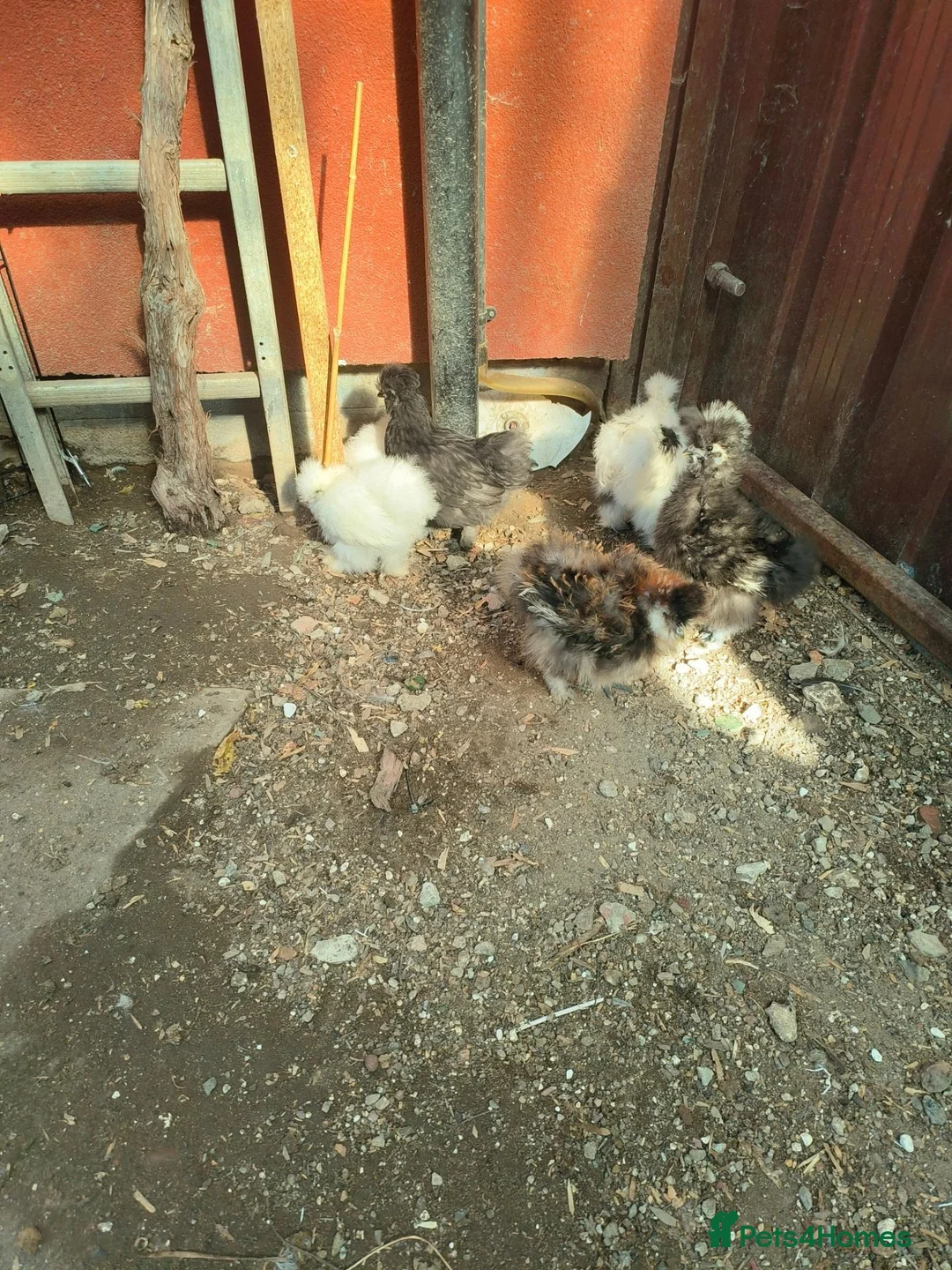 Chickens poultry for sale: USA Silkies chicks  available, - Advert 9
