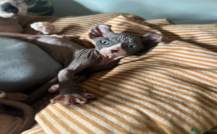 Sphynx cats - Advert 5