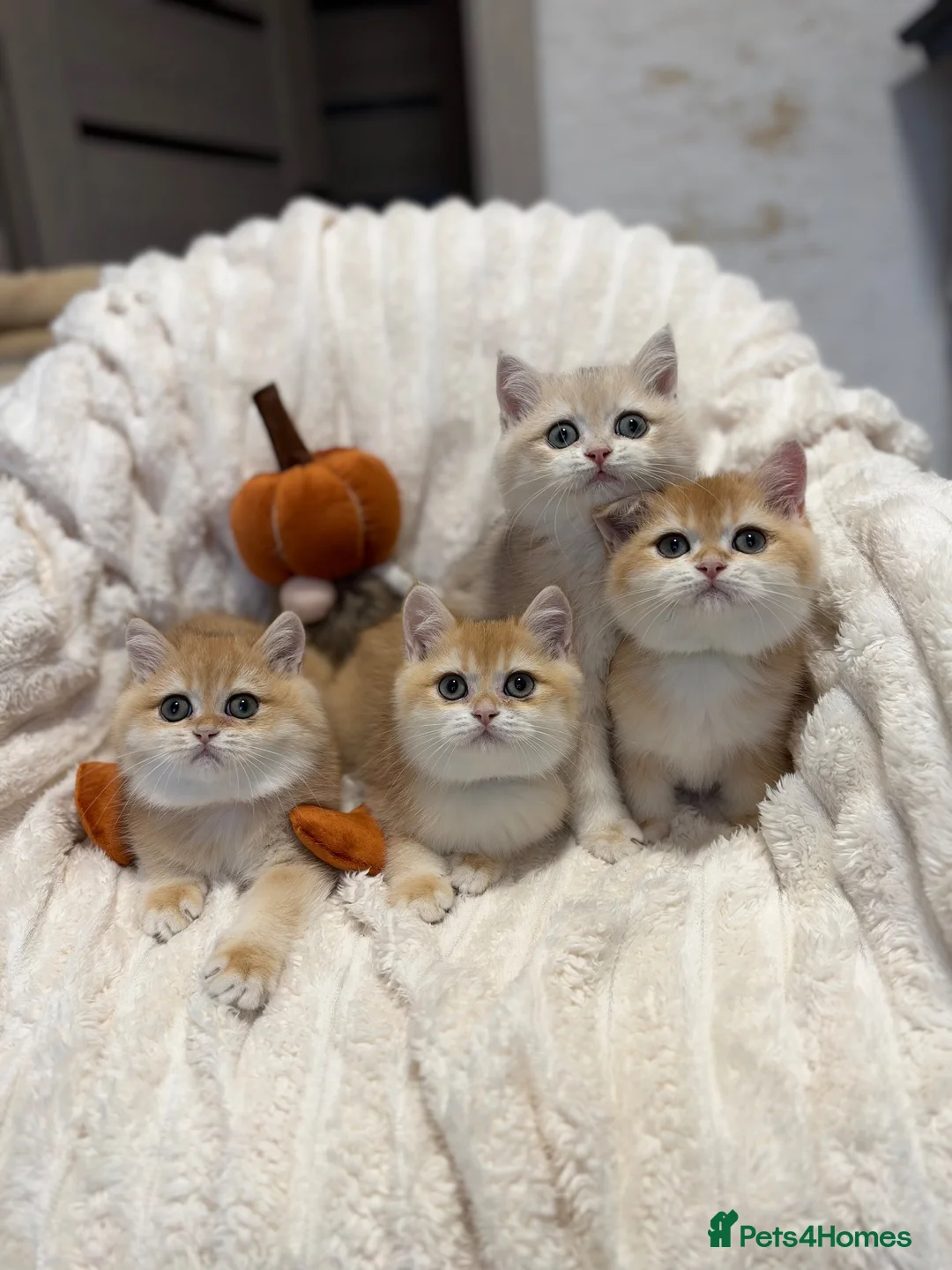 British Shorthair cats for sale: 🧡 Adorable pedigree Golden British Shorthairs 🧡 - Advert 1