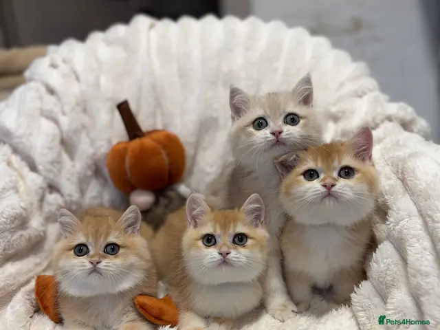 British Shorthair cats for sale: 🧡 Adorable pedigree Golden British Shorthairs 🧡 - Advert 9