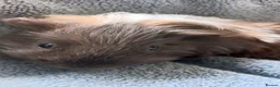 Guinea Pig rodents for sale: Male Guinea Pig for Sale - Advert 5