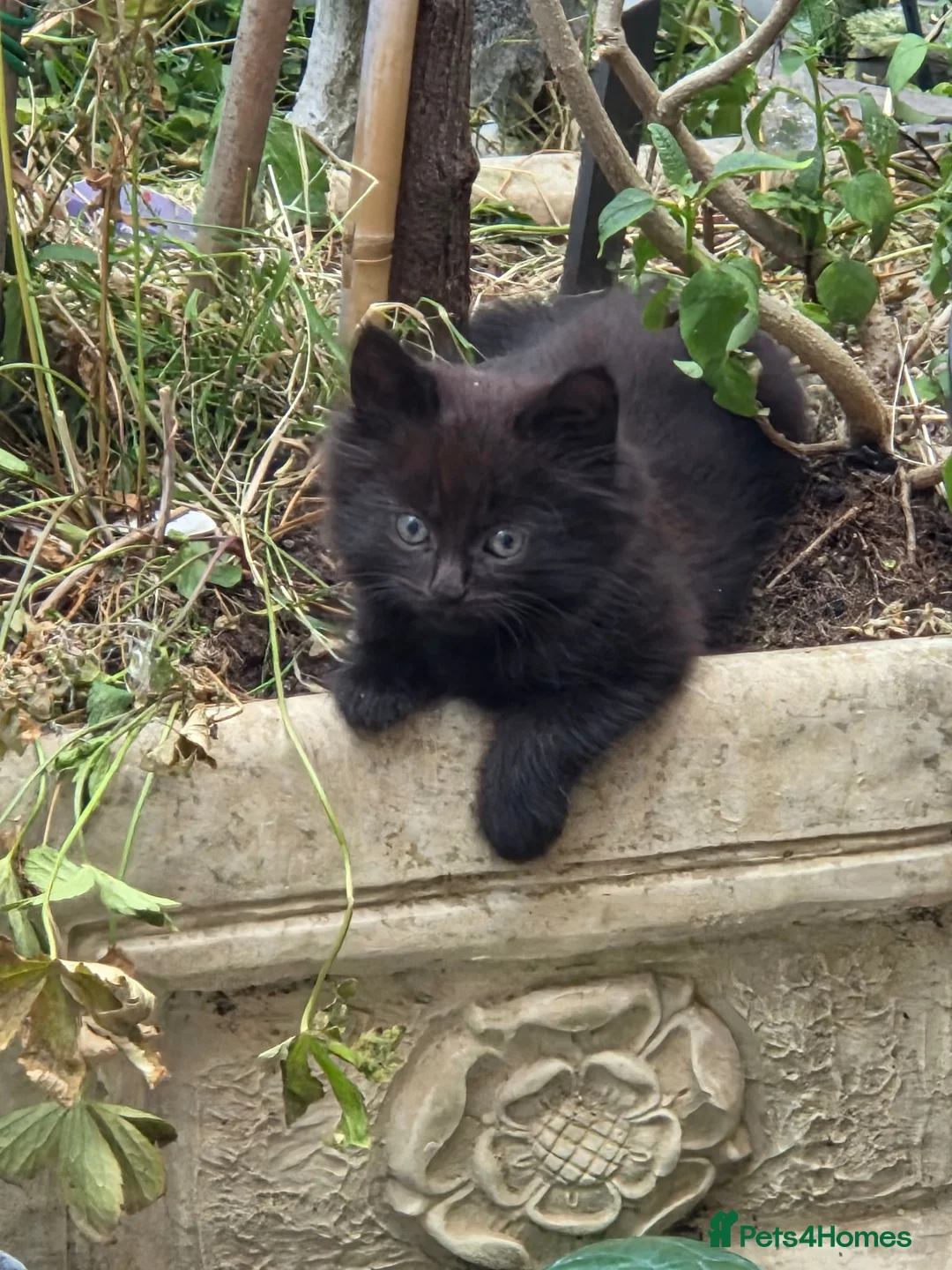 Mixed Breed cats for sale: KITTENS FORSALE - Advert 2