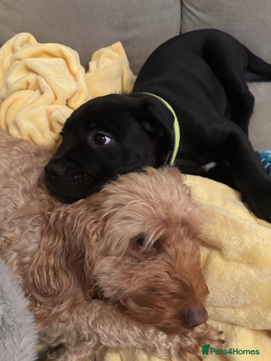 Cane Corso dogs for sale: Cane corso 12 weeks old - Advert 4