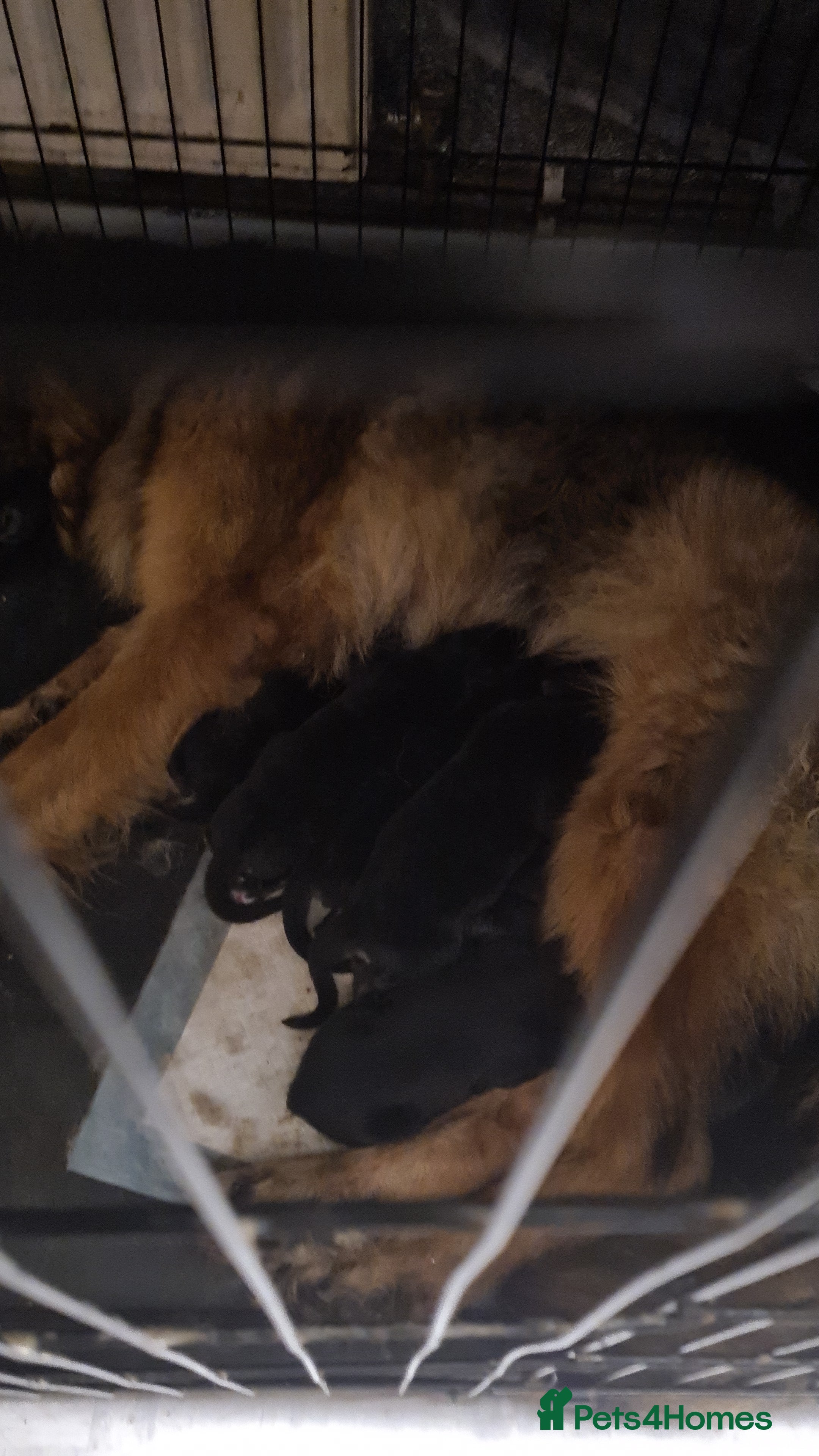 German Shepherd dogs German shepherd puppies - Advert 2