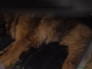 German Shepherd dogs German shepherd puppies - Advert 2