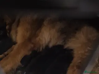 German Shepherd dogs German shepherd puppies - Advert 18