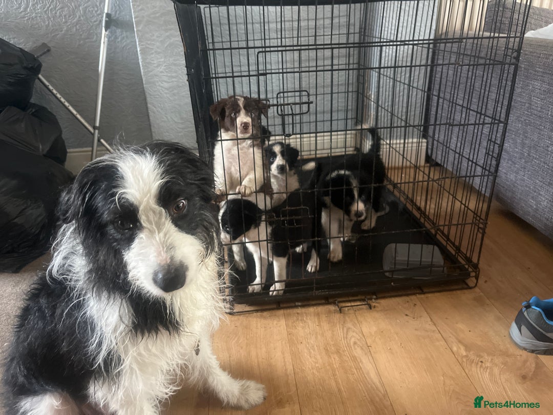 Border Collie dogs for sale: Border collie pups  - Image 9