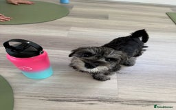 Miniature Schnauzer dogs for sale: Pure bred Miniature Schnauzers Puppies - Image 11