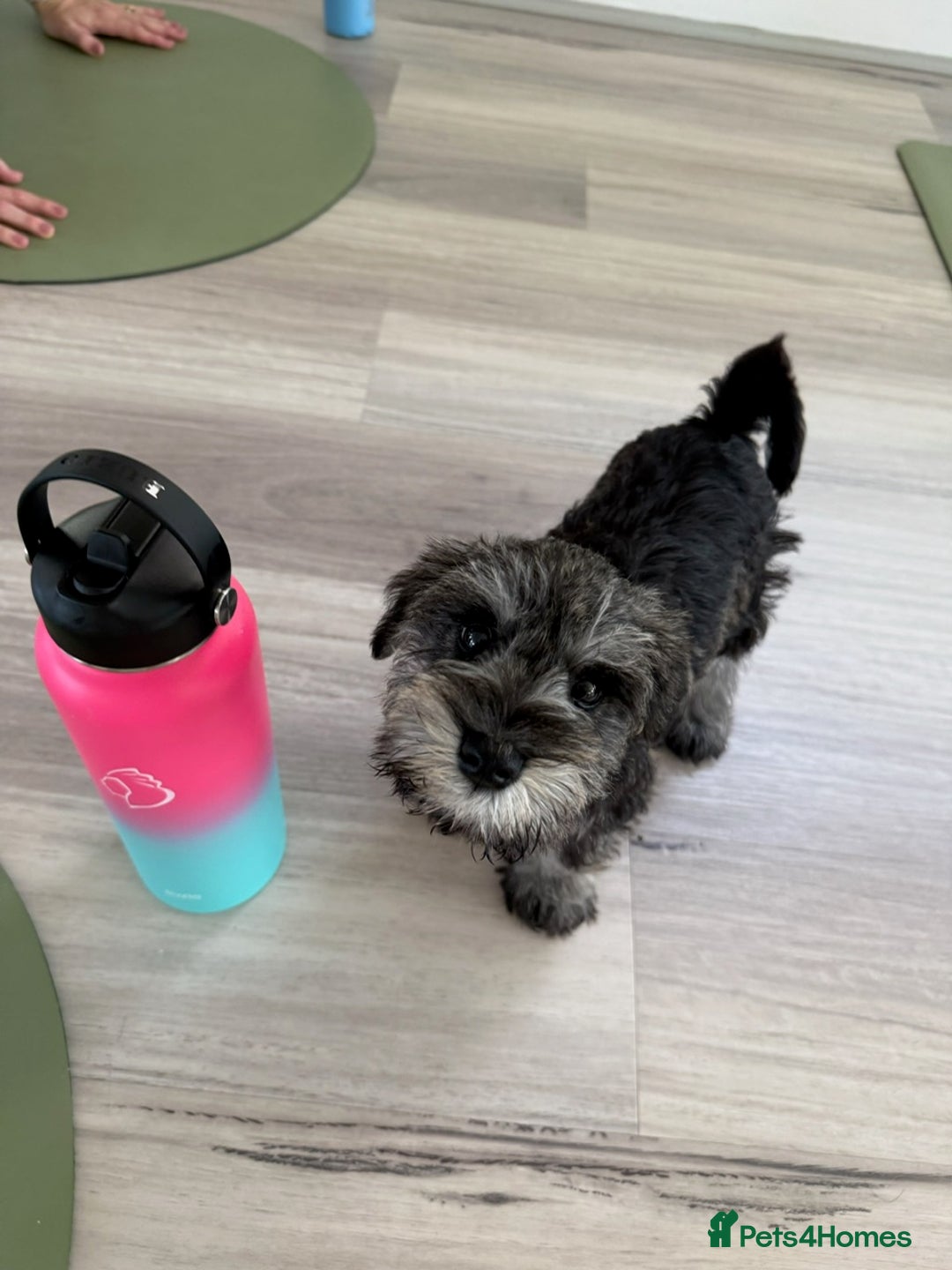 Miniature Schnauzer dogs for sale: Pure bred Miniature Schnauzers Puppies - Image 11