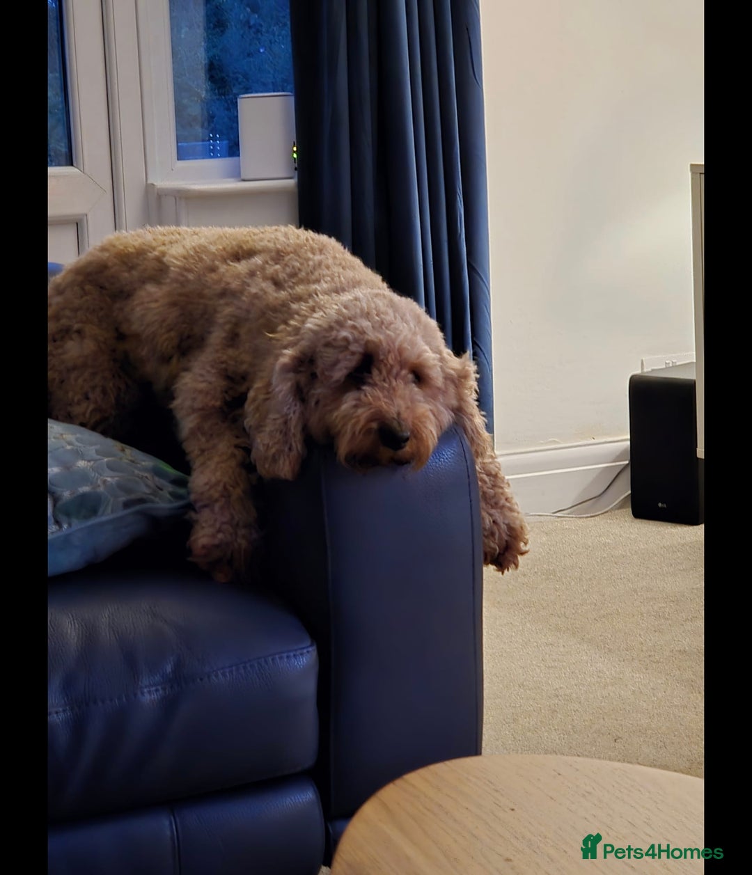 Mixed Breed dogs for sale: Stunning Irish Cockapoodledo's........ - Advert 7