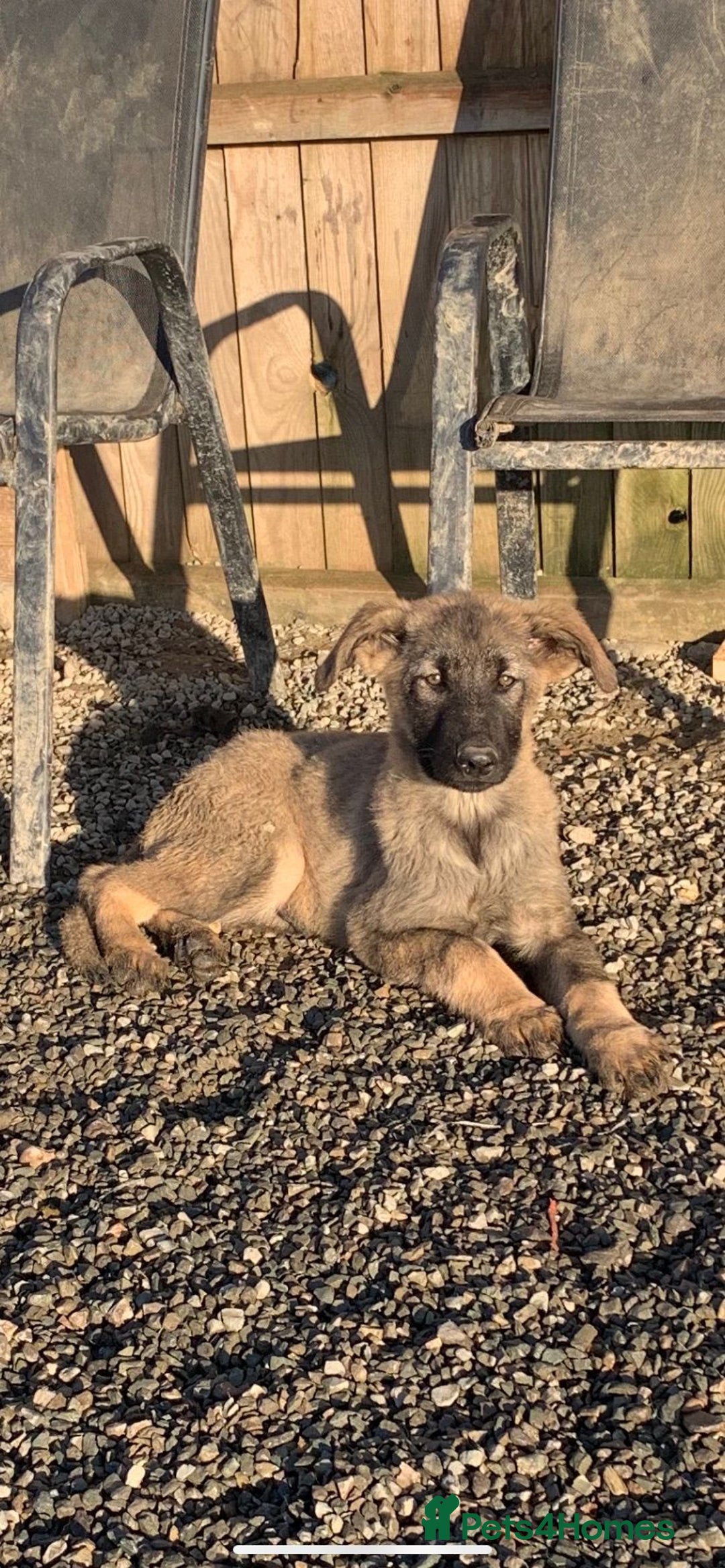 Mixed Breed dogs for sale: German shepherd x caucasian shepherd puppies - Advert 2