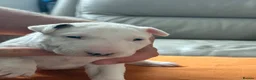 English Bull Terrier dogs for sale: beautiful KC registered bull terrier pups - Advert 9