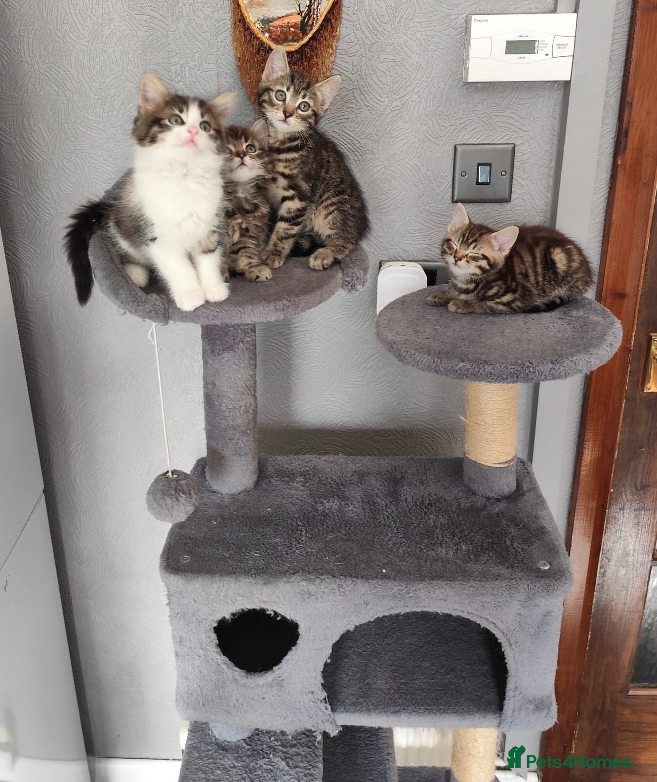 Mixed Breed cats Beautiful kittens ready for new home - Advert 2