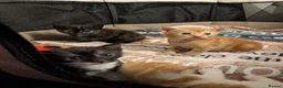 Mixed Breed cats for sale: Gorgeous female Kittens for sale - Advert 9