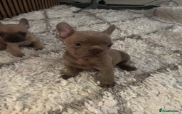 French Bulldog dogs for sale: french bulldog puppies  - Image 4