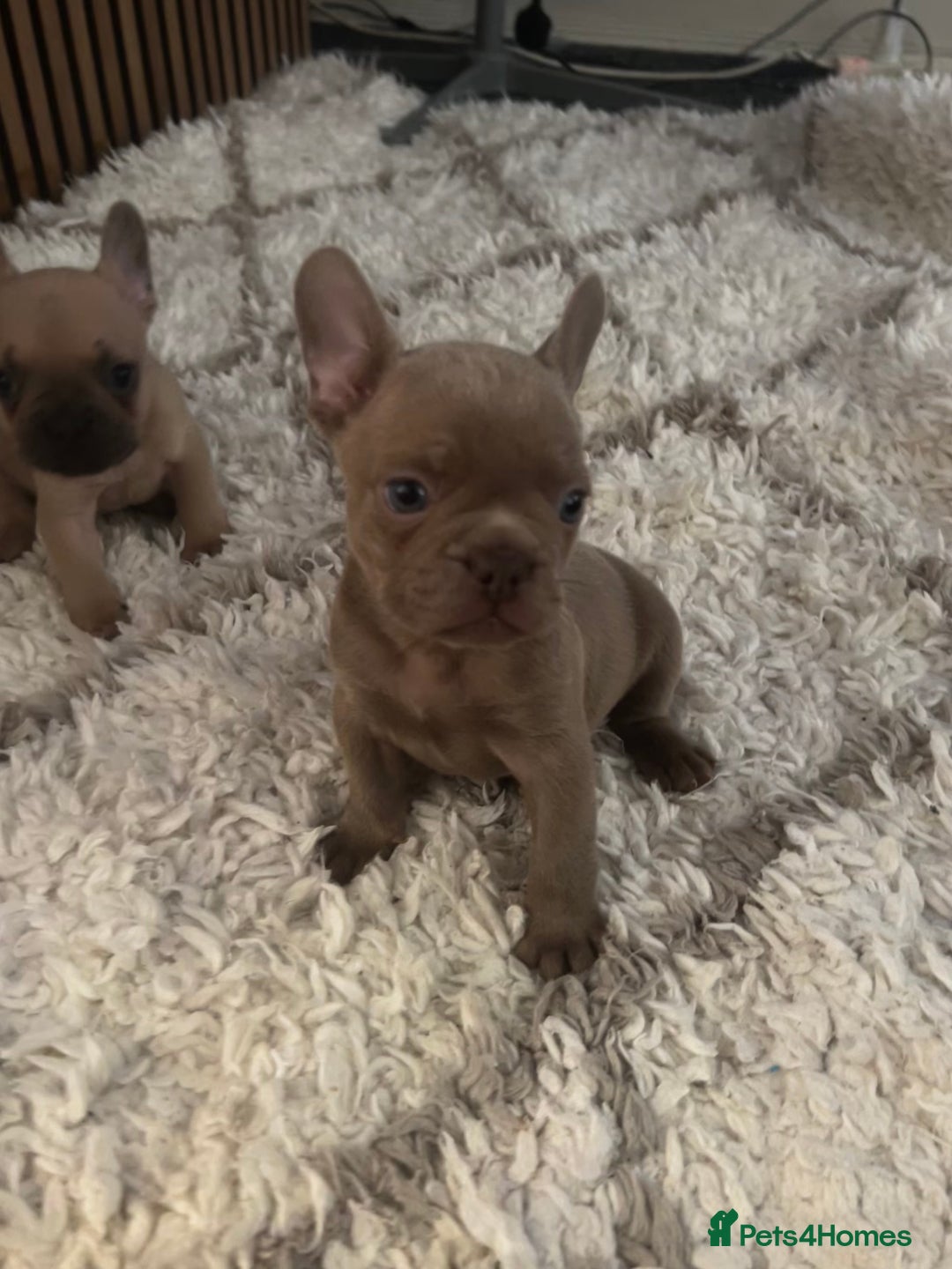 French Bulldog dogs for sale: french bulldog puppies  - Image 4