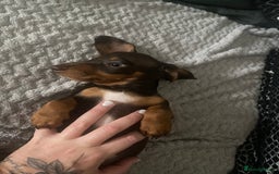 Dachshund dogs for sale: dashounds boys choc and tan - Image 21