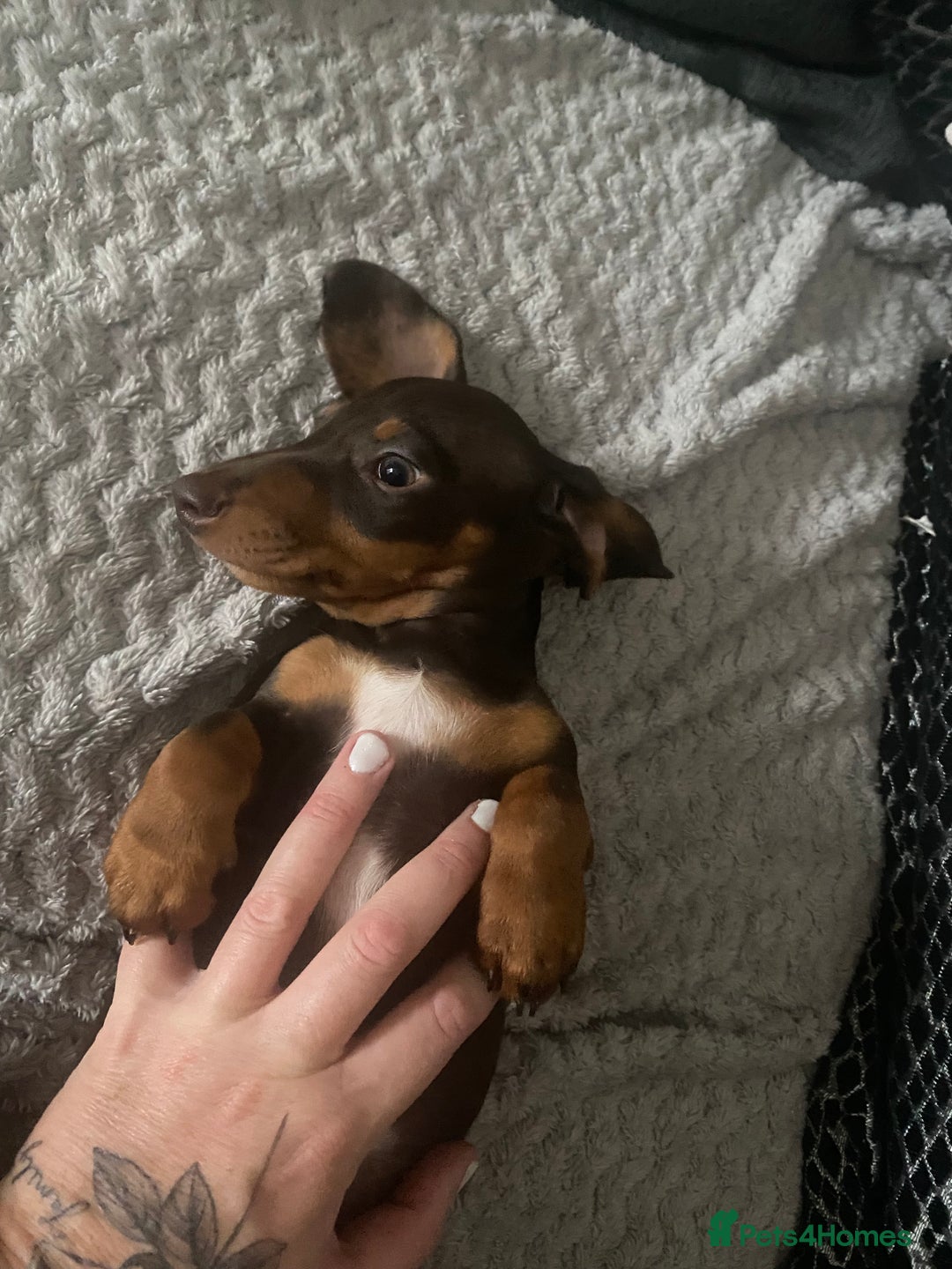 Dachshund dogs for sale: dashounds boys choc and tan - Image 21