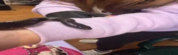 King Snake reptiles for sale: Mexican king snake  in Hartlepool - Advert 4