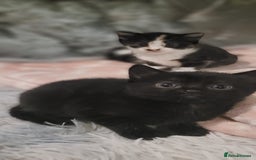 Mixed Breed cats for sale: Kittens looking for loving forever home - Image 6