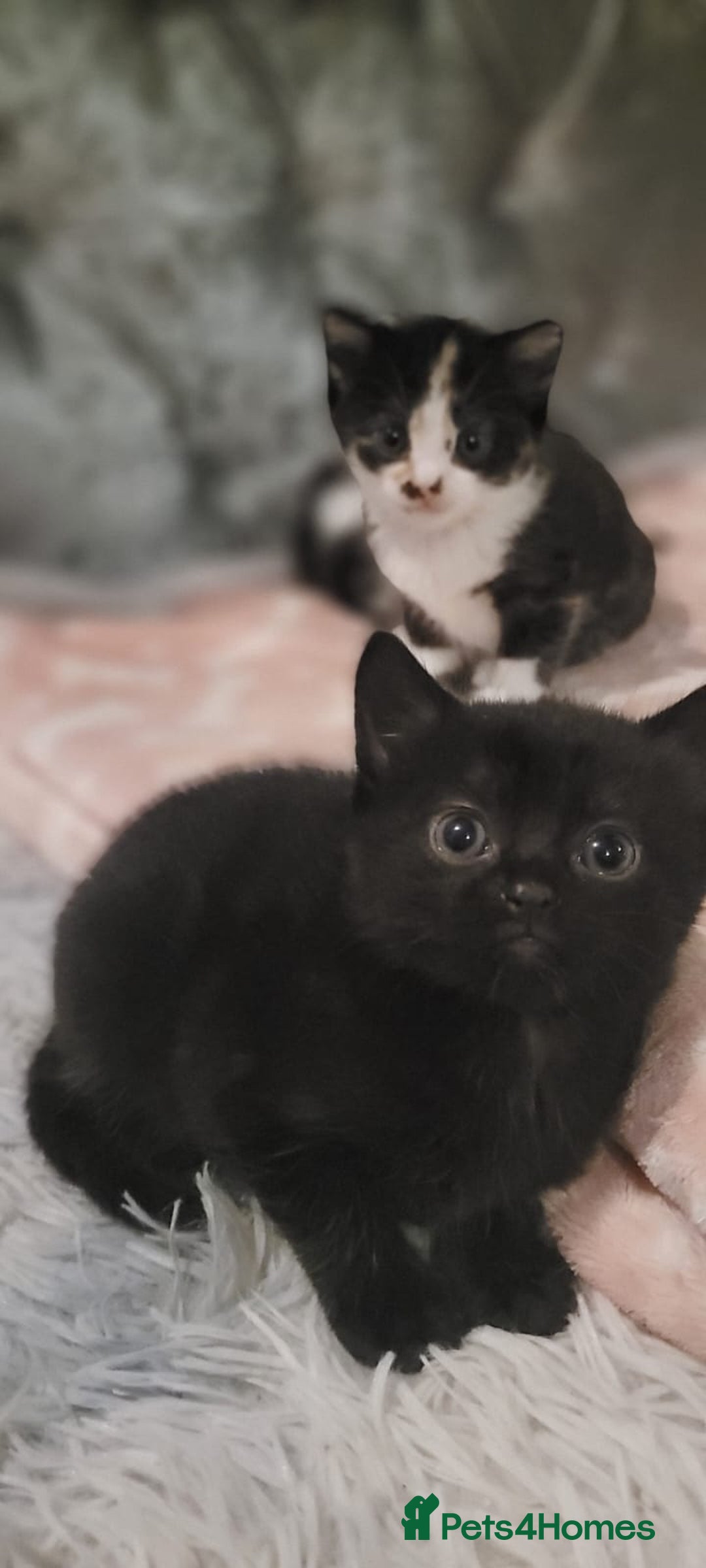 Mixed Breed cats for sale: Kittens looking for loving forever home - Image 6