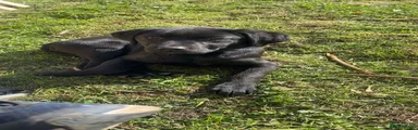 Labrador Retriever 