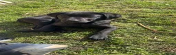 Labrador Retriever dogs for sale: Bambi is looking for a new home  - Advert 5