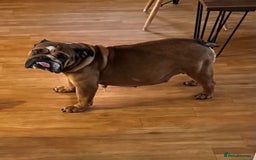 English Bulldog dogs for sale: Stunning litter of coloured Bulldogs home reared - Advert 2