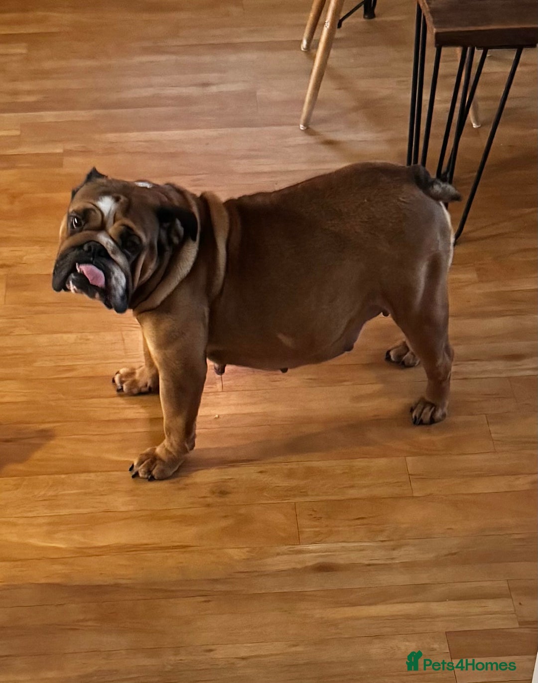 English Bulldog dogs for sale: Stunning litter of coloured Bulldogs home reared - Advert 2