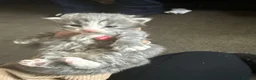 Norwegian Forest Cat cats for sale: Fluffy cuddles of joy ready now they are 9weeks  - Advert 15