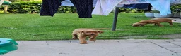 Labrador Retriever dogs for sale: Fox Red Labrador Puppies - Advert 4