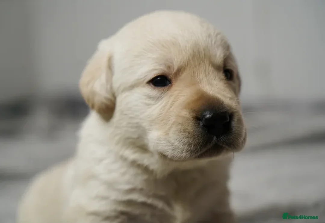 Labrador Retriever dogs for sale: Full Show & Fully health Tested Stud - Advert 16