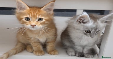 Maine Coon cats - Advert 8