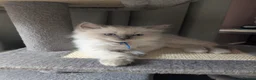Ragdoll cats for sale: 💛GCCF Registered 💛Ragdoll kittens   - Advert 18