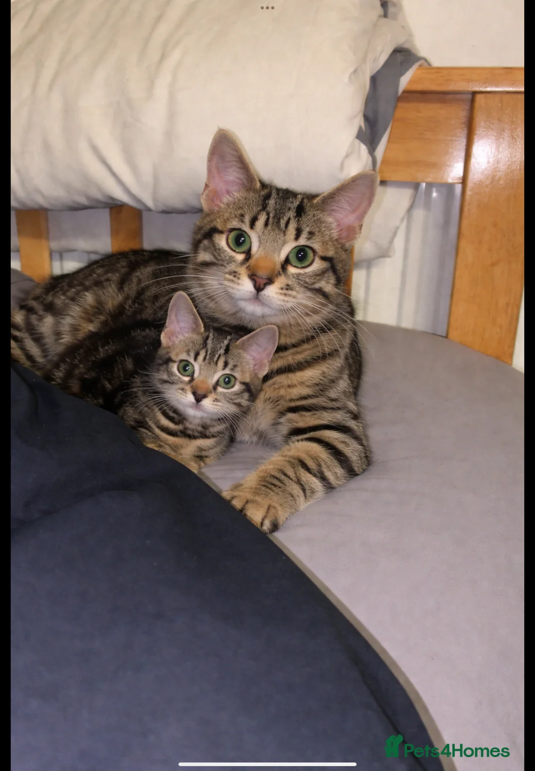 Mixed Breed cats for sale: Beautiful kitten  - Advert 5