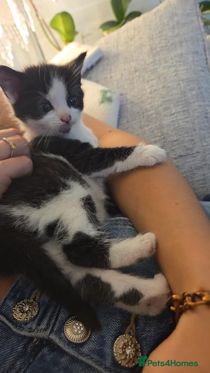 Mixed Breed cats for sale: 💗🐾3 Gorgouse Little Girl Kittens💗🐾 - Advert 15