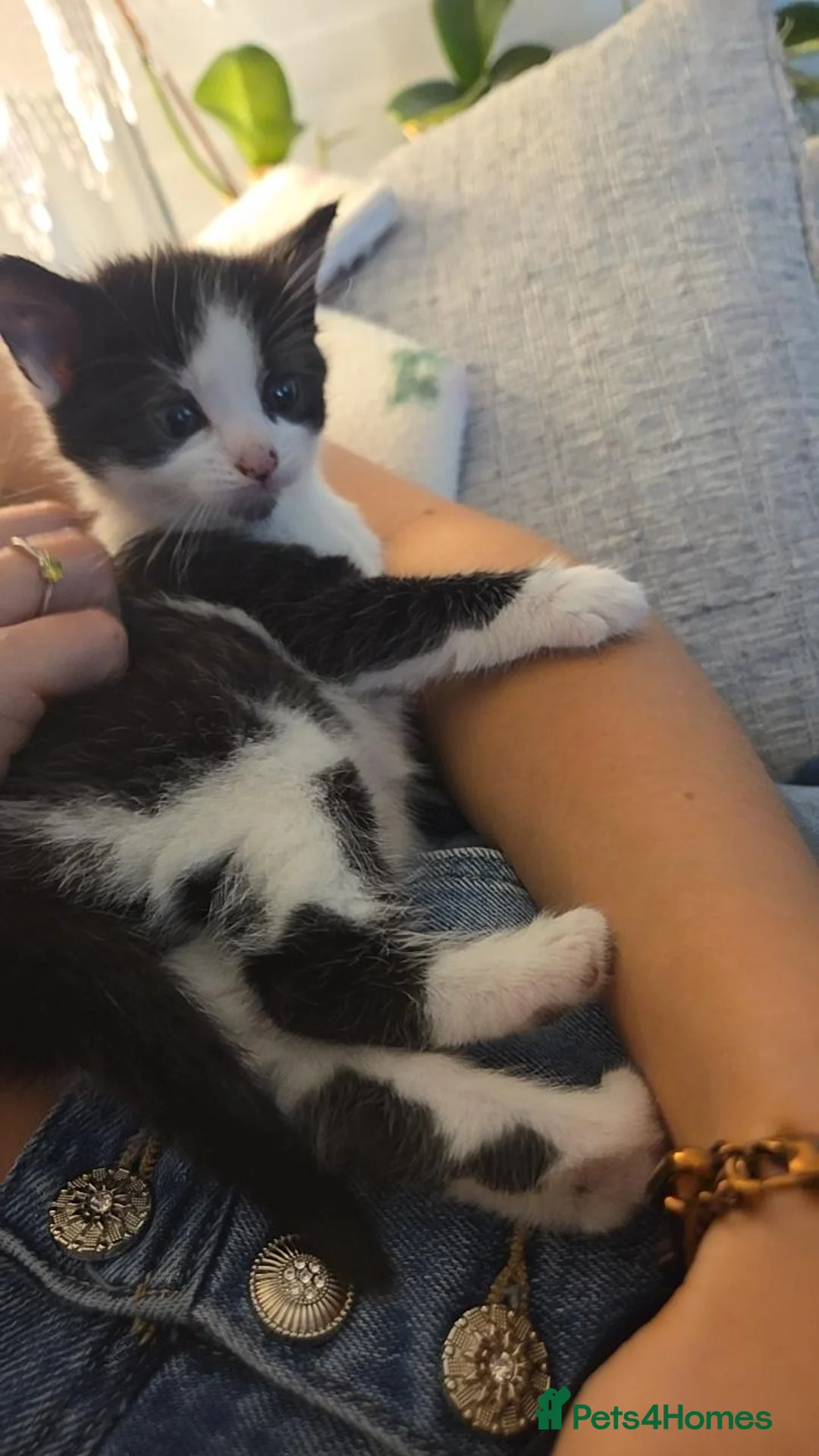 Mixed Breed cats for sale: 💗🐾3 Gorgouse Little Girl Kittens💗🐾 - Advert 1
