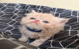 Persian cats for sale: GCCF show quality Persian kittens  - Image 9