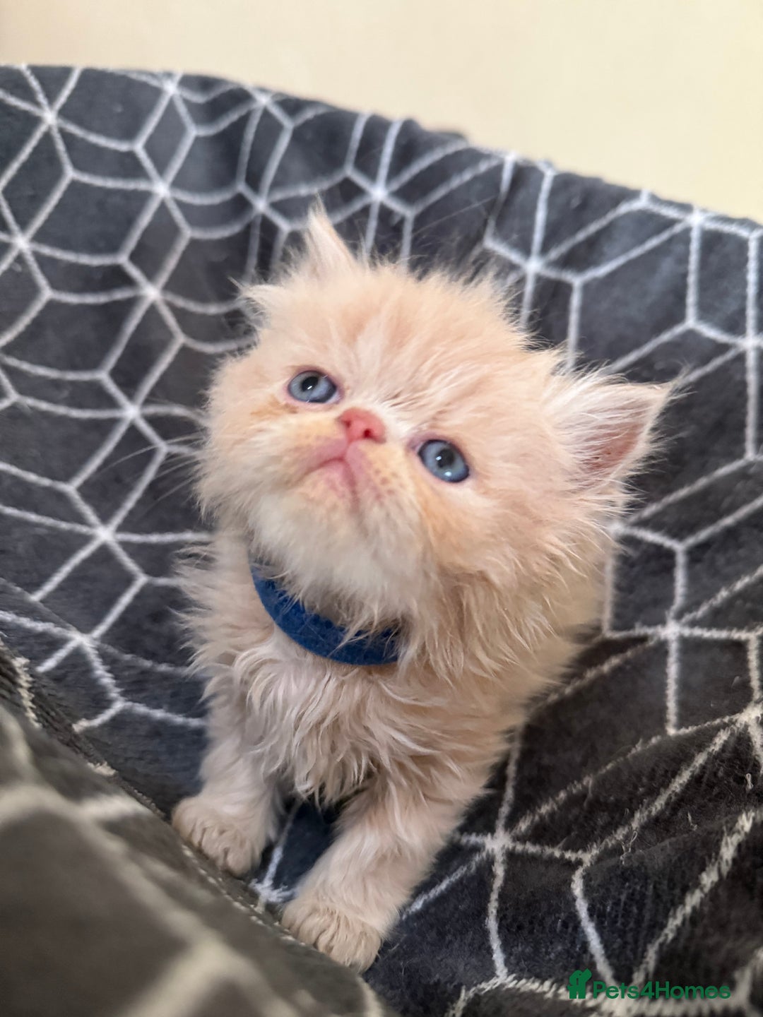 Persian cats for sale: GCCF show quality Persian kittens  - Image 9