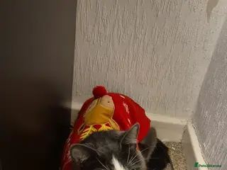 Domestic Shorthair cats 1 year old female grey and white - Advert 17