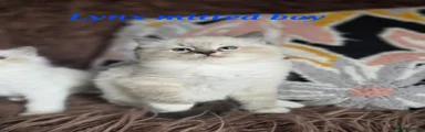 Lynx Mitted Boy 