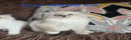 Ragdoll cats for sale: GCCF Registered Gorgeous Kittens  - Advert 33